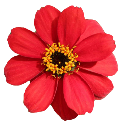 Zinnia 'Profusion Red'