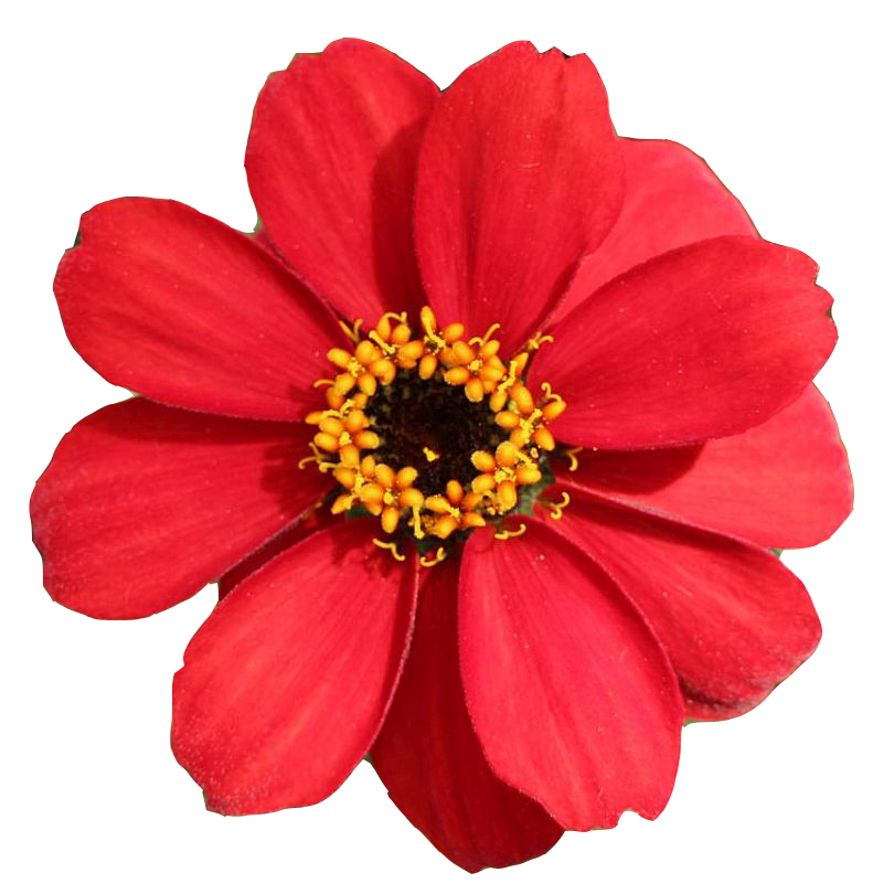 Zinnia 'Profusion Red'