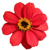 Zinnia 'Profusion Red'