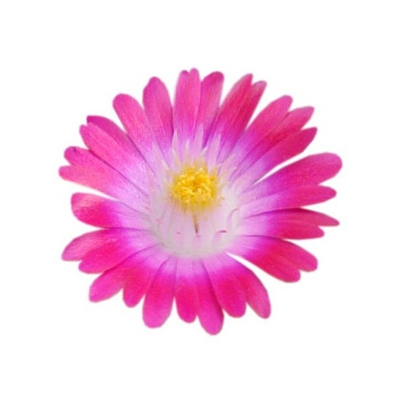Delosperma 'Jewel of Desert'
