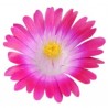 Delosperma 'Jewel of Desert'