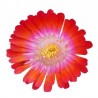 Delosperma 'Jewel of Desert'