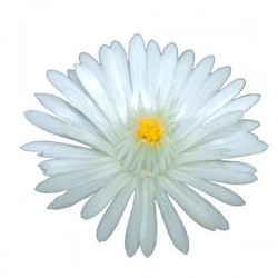 Delosperma 'Jewel of Desert'