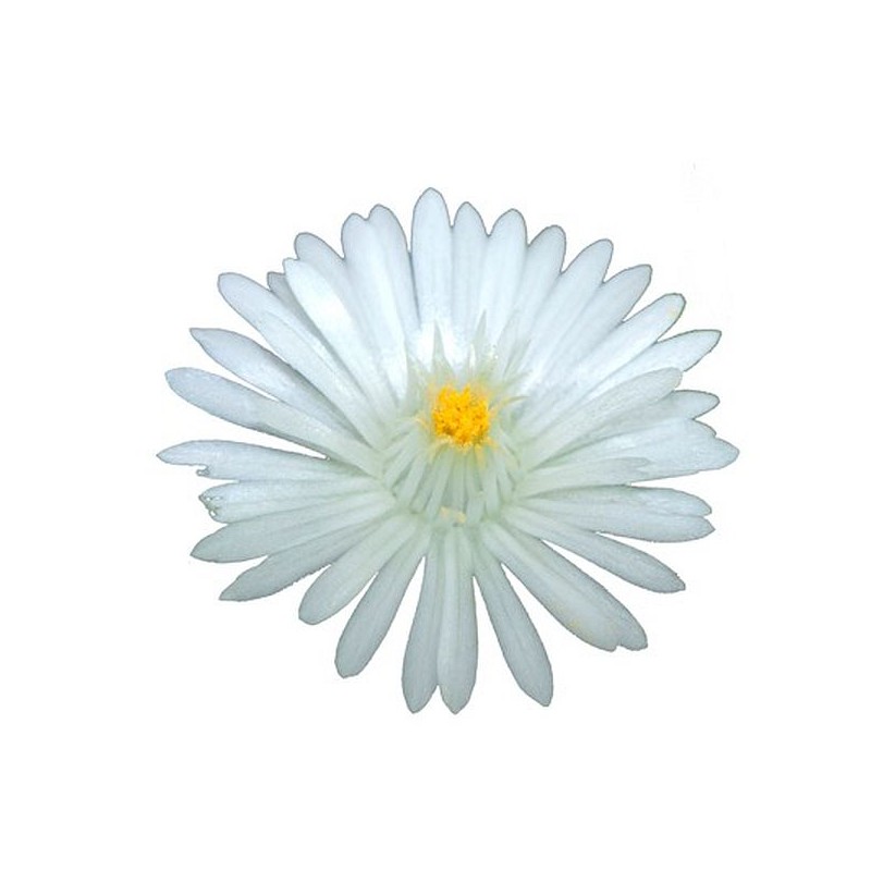 Delosperma 'Jewel of Desert'