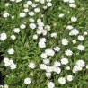 Delosperma 'Jewel of Desert'