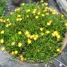 Delosperma 'Jewel of Desert'