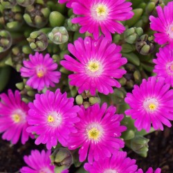 Delosperma 'Jewel of Desert'