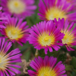 Delosperma Wheels of Wonder