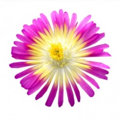Delosperma Wheels of Wonder