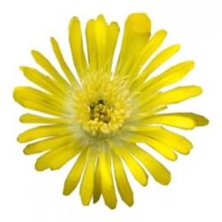 Delosperma Wheels of Wonder