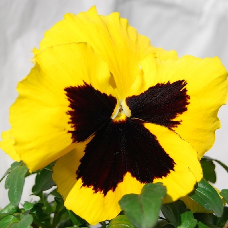 Viola del Pensiero 'Premiere Yellow with Blocht'