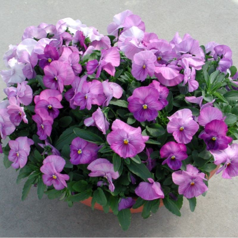 Viola del Pensiero 'Premiere Lavender Shades'