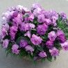Viola del Pensiero 'Premiere Lavender Shades'