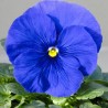 Viola del Pensiero 'Premiere True Blue'