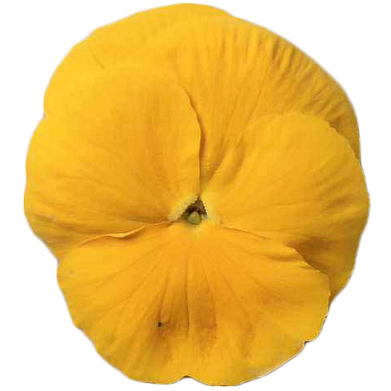 Viola del Pensiero 'Premiere Clear Golden'