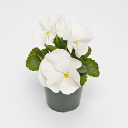 Viola del Pensiero 'Inspire Plus White'