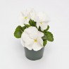 Viola del Pensiero 'Inspire Plus White'