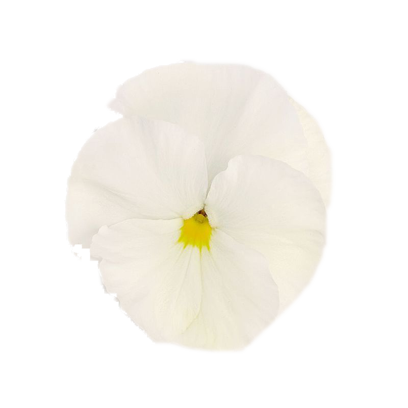 Viola del Pensiero 'Inspire Plus White'