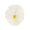 Viola del Pensiero 'Inspire Plus White'