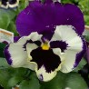 Viola del Pensiero 'Premiere Blue & White Shades'