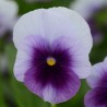 Miniviola 'Sorbet XP Beaconsfield'