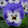 Miniviola 'Sorbet XP Delft'