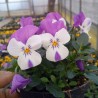 Miniviola 'Sorbet XP Pink Wing'