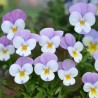 Miniviola 'Sorbet XP Pink Wing'