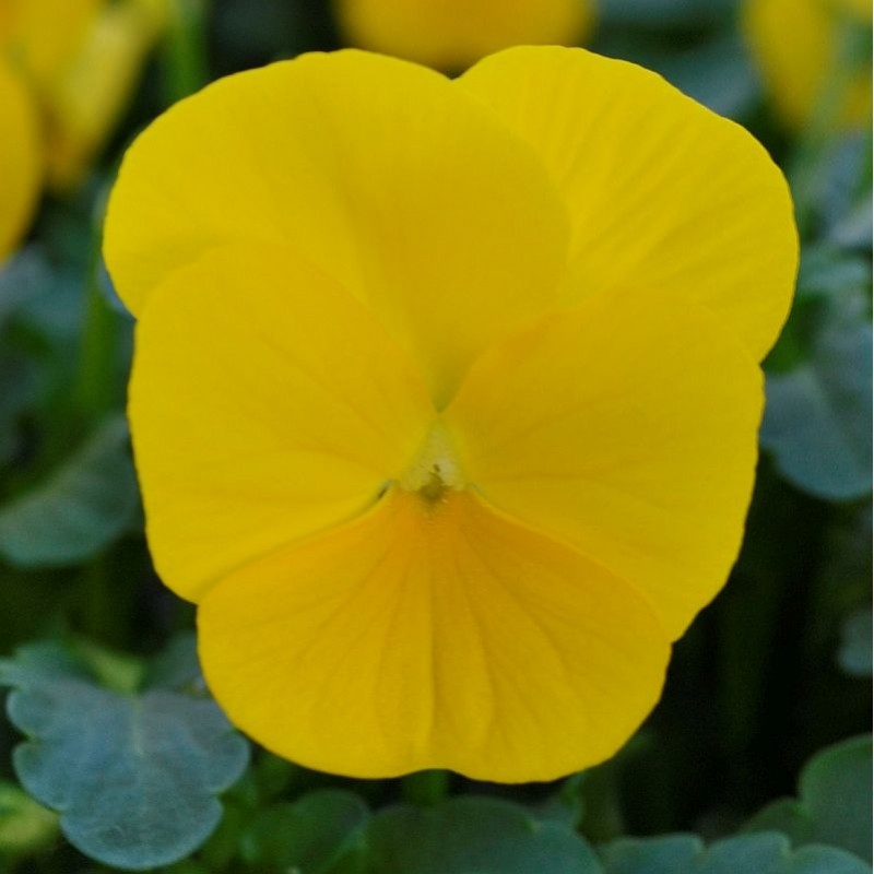 Miniviola 'Sorbet XP Yellow'