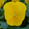 Miniviola 'Sorbet XP Yellow'
