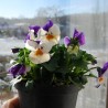 Miniviola 'Penny Peach Jump Up'