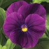 Miniviola 'Penny Violet'
