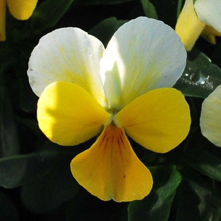 Miniviola 'Floral Power Yellow Beacon'