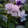 Miniviola 'Gem Blue Heaven'