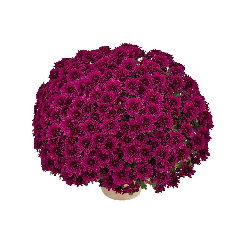 Crisantemo 'Sultan Violet'