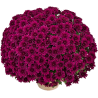 Crisantemo 'Sultan Violet'