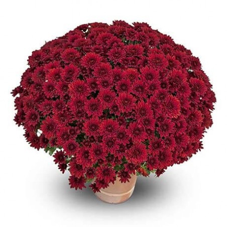 Crisantemo 'Sultan Rouge'