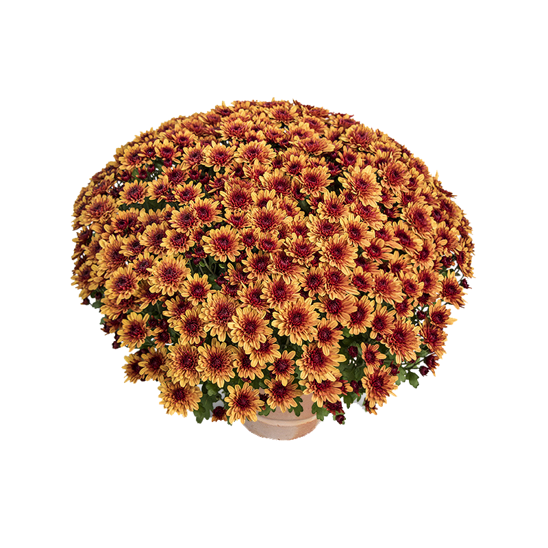 Crisantemo 'Sultan Dorè'