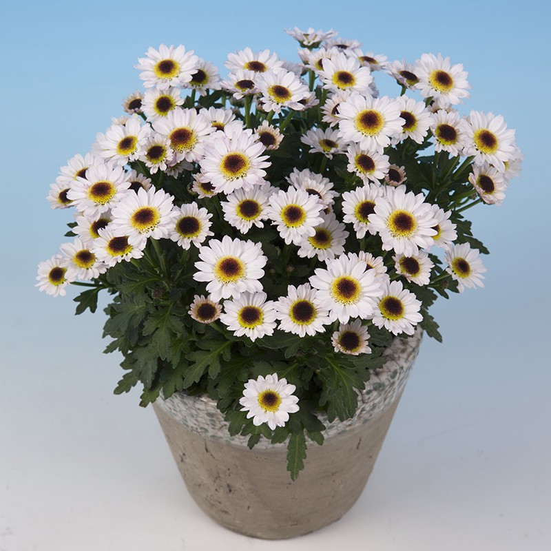 Crisantemo 'Pico Exota White'