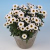 Crisantemo 'Pico Exota White'