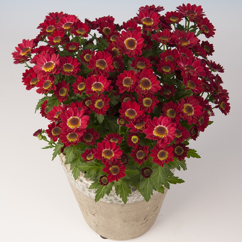 Crisantemo 'Pico Uno'