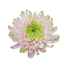 Crisantemo 'Rossano Charlotte'