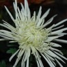 Crisantemo 'Veneri Bianco'