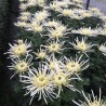Crisantemo 'Veneri Bianco'