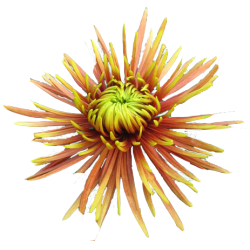 Crisantemo 'Saffina'