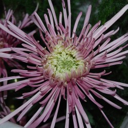 Crisantemo 'Spyder Rosa'