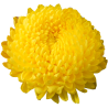 Crisantemo 'Astroid'