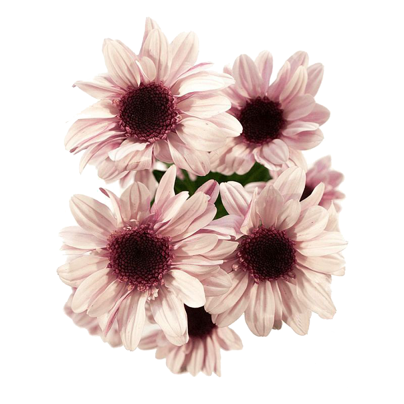Crisantemo 'Stresa'