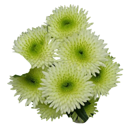 Crisantemo 'Cocoon'
