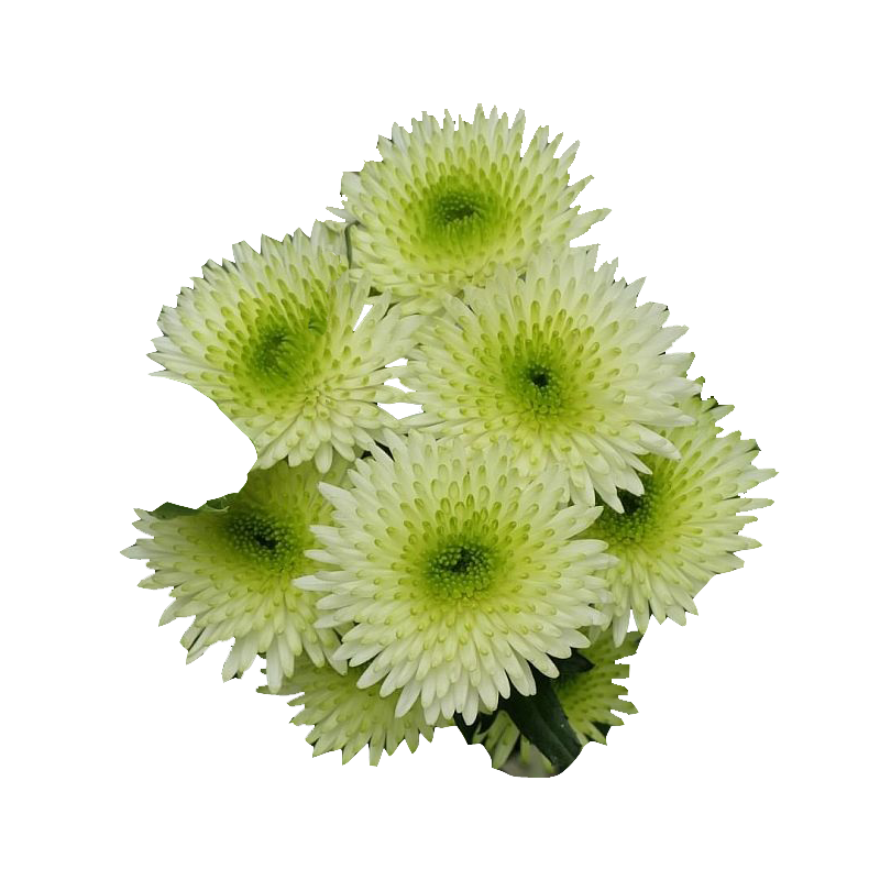 Crisantemo 'Cocoon'